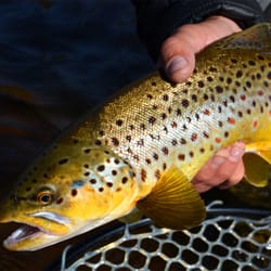 Montana Troutfitters - Buttery Brown Trout from the Big Hole River... Come fish with us!