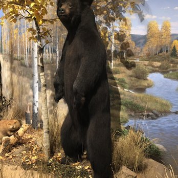 Rocky Mountain Elk Foundation - Black bear - Museums Near Me - Missoula, Montana Rocky Mountain Elk Foundation - Black bear - Museums Near Me - Missoula, Montana