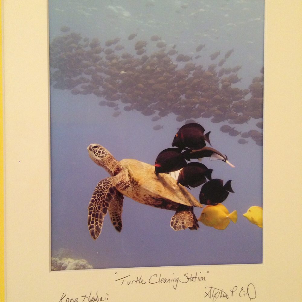 The Honu - Photo in bathroom. - Hawaiian Near Me - Dunedin, Florida The Honu - Photo in bathroom. - Hawaiian Near Me - Dunedin, Florida