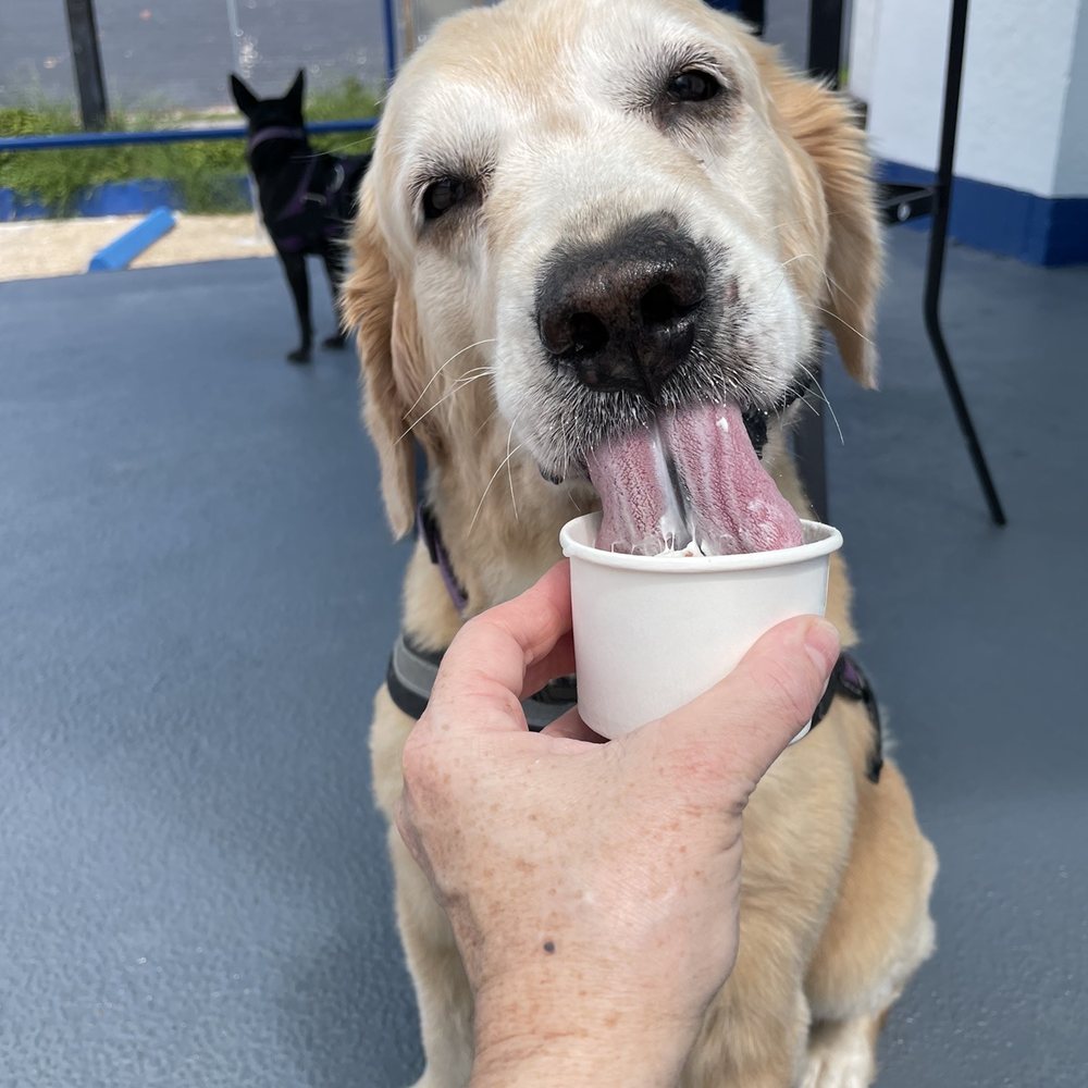 Dreamette Ice Cream Springfield - Pup cups are popular - Ice Cream & Frozen Yogurt Near Me - Jacksonville, Florida Dreamette Ice Cream Springfield - Pup cups are popular - Ice Cream & Frozen Yogurt Near Me - Jacksonville, Florida