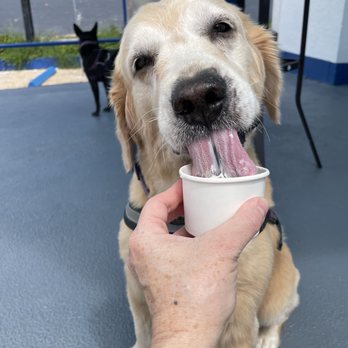 Dreamette Ice Cream Springfield - Pup cups are popular - Ice Cream & Frozen Yogurt Near Me - Jacksonville, Florida Dreamette Ice Cream Springfield - Pup cups are popular - Ice Cream & Frozen Yogurt Near Me - Jacksonville, Florida