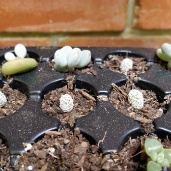 Baton Rouge Succulent - Home & Garden Near Me - BATON ROUGE, Louisiana Baton Rouge Succulent - Home & Garden Near Me - BATON ROUGE, Louisiana