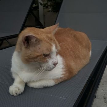 The Bishop Key West - Hotel cat - Hotels Near Me - Key West, Florida The Bishop Key West - Hotel cat - Hotels Near Me - Key West, Florida