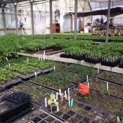 Treesearch Farms - Inside a greenhouse