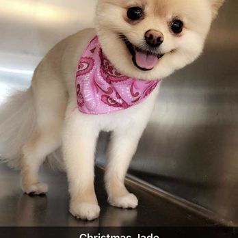 K9 Designs Grooming - Pet Groomers Near Me K9 Designs Grooming - Pet Groomers Near Me