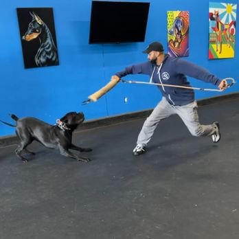 Cali K9 - Protection work with Jas - Pet Training Near Me - Los Angeles, California Cali K9 - Protection work with Jas - Pet Training Near Me - Los Angeles, California