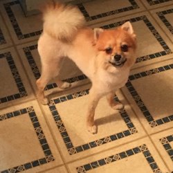 Lucky Dog Grooming & Boutique - After, I feel so sorry for her, But rest assured, she will be protected this winter.