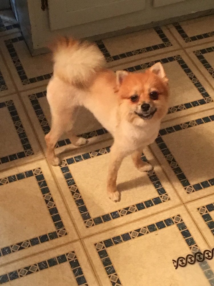 Lucky Dog Grooming & Boutique Image
