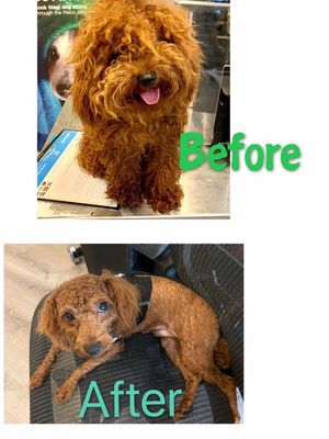 petco 3rd avenue brooklyn