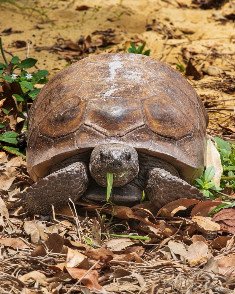 Highlands Hammock State Park Logo