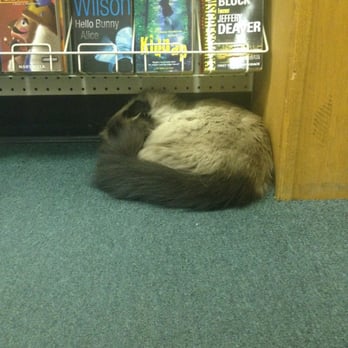 Wee Book Inn - The famous Wee Book Inn feline. She/he was asleep so I didn't want to wake him, though the urge to snuggle was overwhelming. - Bookstores Near Me - Edmonton, Alberta Wee Book Inn - The famous Wee Book Inn feline. She/he was asleep so I didn't want to wake him, though the urge to snuggle was overwhelming. - Bookstores Near Me - Edmonton, Alberta