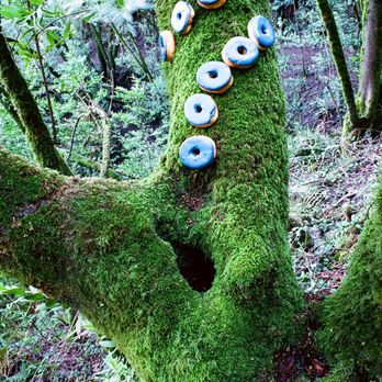 Photolab - Blue donuts in Oakland Hills.  This was exhibited at Crab Cove Visitors Center in a group show. I used blue enamel to paint the donuts. - Photography Stores & Services Near Me - Berkeley, California