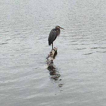 Fort Collins City Park - Great Blue Heron - Parks Near Me - Fort Collins, Colorado