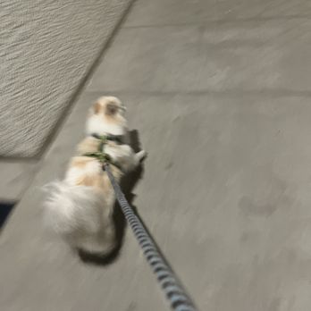 Pawtastic Friends - Pet Sitting Near Me Pawtastic Friends - Pet Sitting Near Me