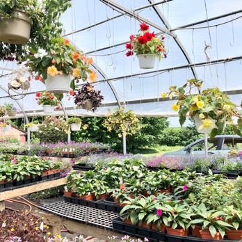 Crazy Daisies - Beautiful Greenhouse - Nurseries & Gardening Near Me - Syracuse, New York Crazy Daisies - Beautiful Greenhouse - Nurseries & Gardening Near Me - Syracuse, New York