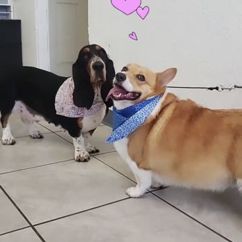 The Dandy Dog - Pet Groomers Near Me - Chula Vista, California