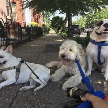 Paws 355 - Dog Walkers Near Me Paws 355 - Dog Walkers Near Me