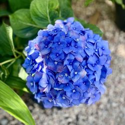 Flowerland Nursery