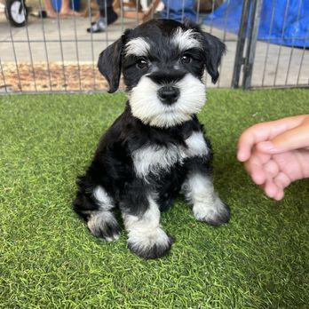 Rose Lane Schnauzers - Pet Adoption Near Me
