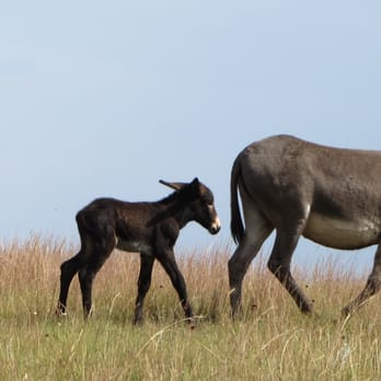 Black Hills National Forest - Growing up on the prairie - Parks Near Me - Custer, South Dakota Black Hills National Forest - Growing up on the prairie - Parks Near Me - Custer, South Dakota