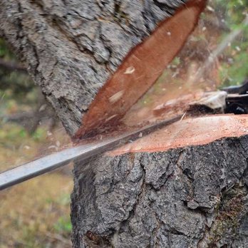 Leon Tree Services - Tree Services Near Me Leon Tree Services - Tree Services Near Me