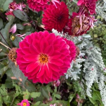 2 Cats Bar Harbor - Flowers in the front yard - Coffee & Tea Near Me - Bar Harbor, Maine 2 Cats Bar Harbor - Flowers in the front yard - Coffee & Tea Near Me - Bar Harbor, Maine