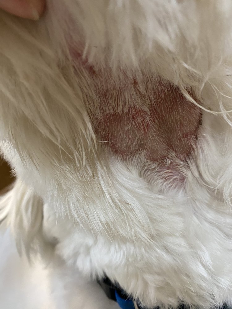 EARTHWISE PET Updated September 2024 20 Reviews 252 W Stonebrook