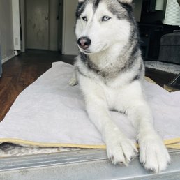 This is Neala at home after her bath at UShampooch