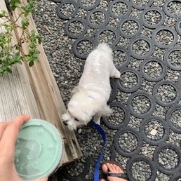 Bird of paradise smoothie + cute dog