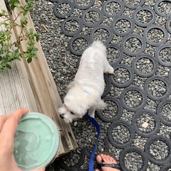 JuiceLand - Bird of paradise smoothie + cute dog - Juice Bars & Smoothies Near Me - Houston, Texas
