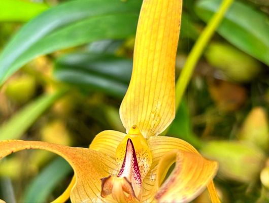 Conservatory of Flowers by null