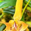 Conservatory of Flowers gift card