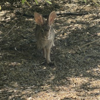Riparian Preserve at Water Ranch - Bunny - Parks Near Me - Gilbert, Arizona Riparian Preserve at Water Ranch - Bunny - Parks Near Me - Gilbert, Arizona