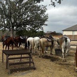 Horses Horses