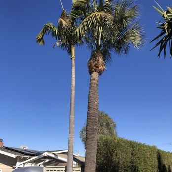 Mr. Tree Service - Gardeners Near Me Mr. Tree Service - Gardeners Near Me