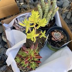 Ron's - Succulents