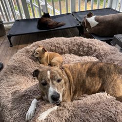 Beezy's Pack
