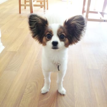 Bone Sweet Bone - Jacko after his cut! Looking so dapper. - Pet Groomers Near Me - Studio City, California Bone Sweet Bone - Jacko after his cut! Looking so dapper. - Pet Groomers Near Me - Studio City, California