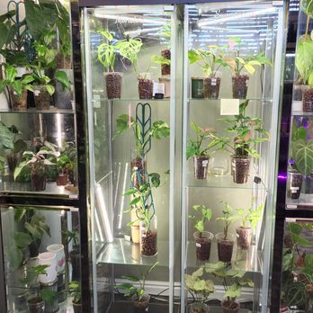 Armstrong Aroids - Left to right: Philodendrons, Monsteras, Syngoniums, and Anthuriums. - Nurseries & Gardening Near Me - Bountiful, Utah Armstrong Aroids - Left to right: Philodendrons, Monsteras, Syngoniums, and Anthuriums. - Nurseries & Gardening Near Me - Bountiful, Utah