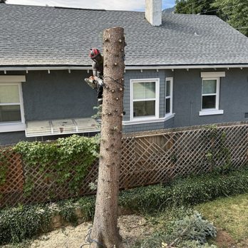 Blue River Forestry & Tree Care - Stripped of branches - Tree Services Near Me - Boulder, Colorado