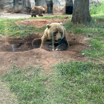 Oklahoma City Zoo - Brown Bear - Zoos Near Me - Oklahoma City, Oklahoma Oklahoma City Zoo - Brown Bear - Zoos Near Me - Oklahoma City, Oklahoma