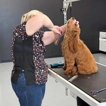 Dapper Doodle - Pet Groomers Near Me - Springfield, Missouri Dapper Doodle - Pet Groomers Near Me - Springfield, Missouri