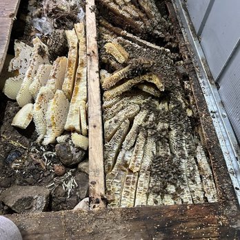 Busy Bee Removal - Pest Control Near Me - Burbank, California