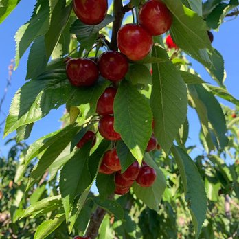 Dejesus Ranch - Pick Your Own Farms Near Me - Brentwood, California Dejesus Ranch - Pick Your Own Farms Near Me - Brentwood, California