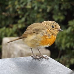 Dánlann Yawl Art Gallery and Coffee Shop - There are friendly and curious robins at the outdoor seating area.