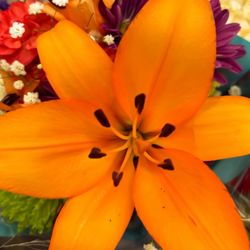 Walgreens - The delicate dreams in orange today .