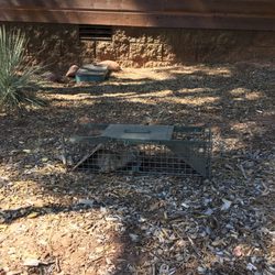 Adventure Pest and Wildlife - Caught raccoon from attic