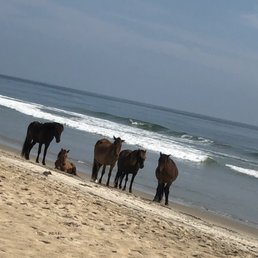 Wild horses on Corolla Beach