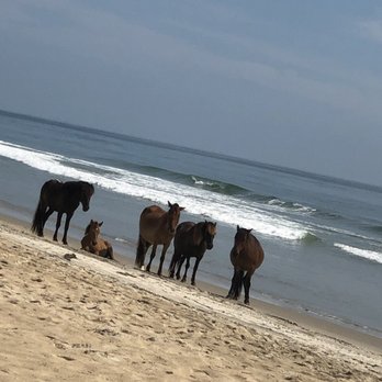 Good Vibrations Beach Rides - Wild horses on Corolla Beach - Car Rental Near Me