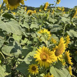 Weldon Spring Conservation Area - Sun Flower Field